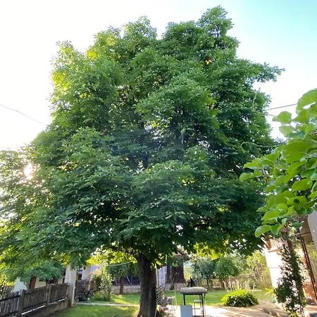 Bukovicki Mir アランジェロヴァツ