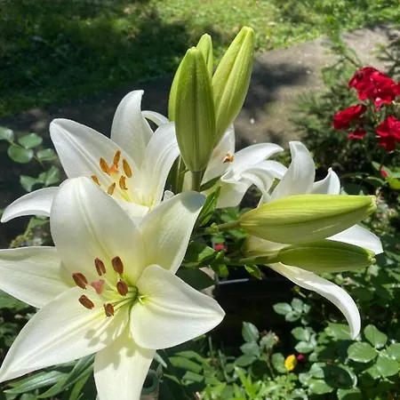 Bukovicki Mir Arandjelovac